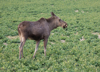 Naklejka na ściany i meble Moose calf eat harvest out on the field.