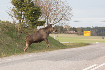Moose calf crossing a road