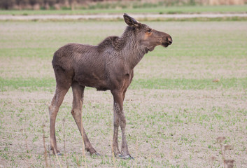 Naklejka na ściany i meble Moose calf out in the field