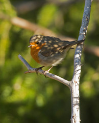 Robin, A sweet and very popular little bird.