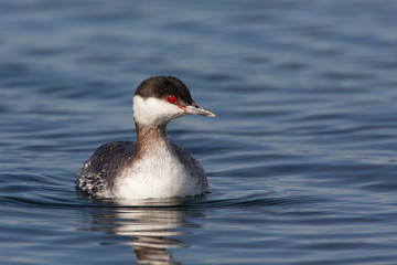 Horned Grebe Podiceps auritus in winter plumage