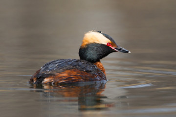 Horned Grebe Podiceps auritus in breeding plumage