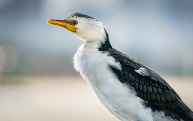 Little Pied Cormorant