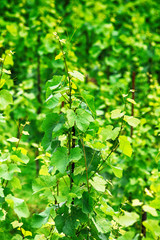 Obraz premium vineyard in czech republic