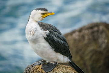 Little Pied Cormorant