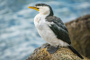 Obraz premium Little Pied Cormorant