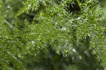 Background blur. Drops of rain on dill. Grass and drops of water.