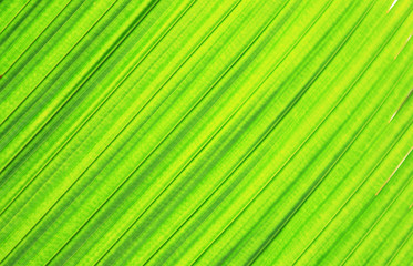 green leaf background