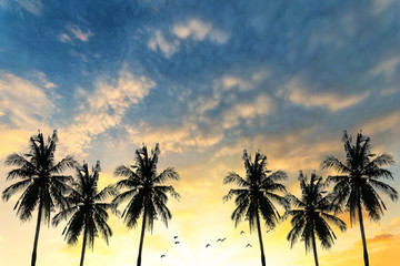 Fototapeta na wymiar Coconut seaside landscape in the sunset (sunrise)