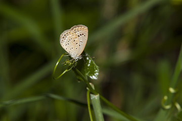 A beautiful butterfly sitting in the tree