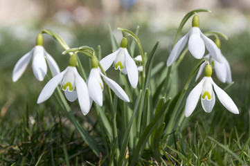 Galanthus nivalis, common snowdrop in bloom, early spring bulbous flowers in sunlight with leaves