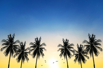Coconut seaside landscape in the sunset (sunrise)