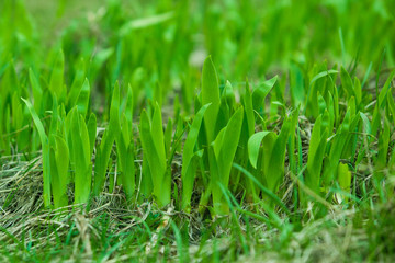 Fototapeta na wymiar Young juicy grass closeup