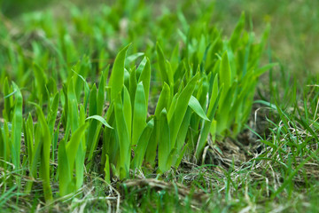 Young juicy grass closeup