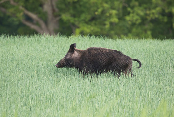  Eurasian wild pig