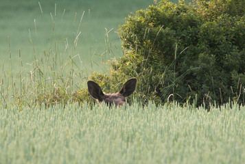 Resting elk on the meadow