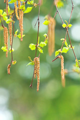 Fototapeta premium Inflorescence of blossoming birch closeup