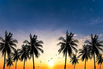 Coconut seaside landscape in the sunset (sunrise)