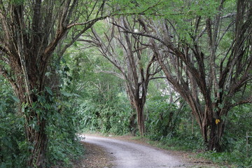 Camino rodeado de arboles que forman un bello pasadizo. 