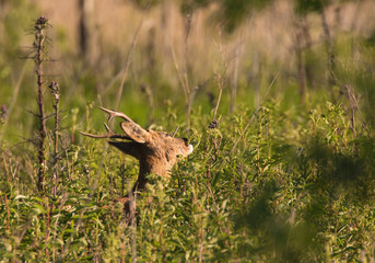 Roe deer (Capreolus capreolus)