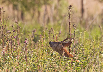 Roe deer (Capreolus capreolus)