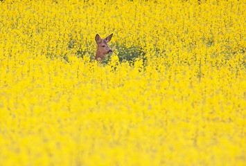 Deer  (Capreolus capreolus) hiding in the yellow canola field. Sweden.