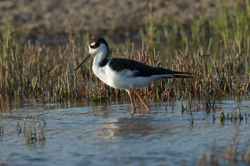 Black-necked stilt, seen in a North California marsh
