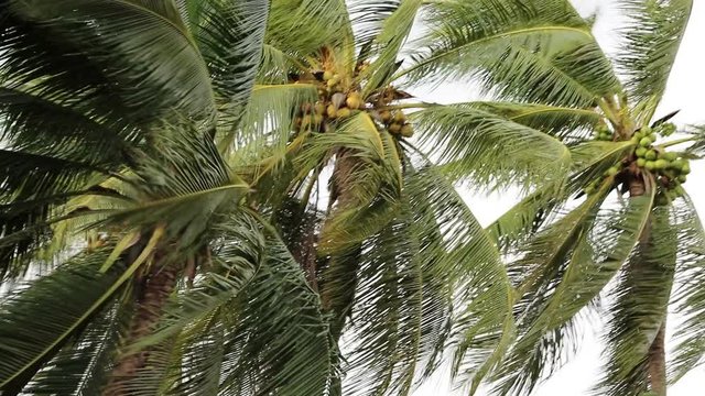 Coconut palm tree blowing in the winds before a power storm or hurricane