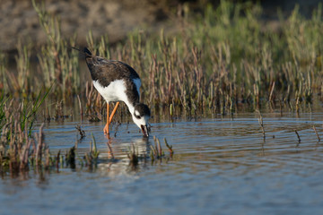 Black-necked stilt looking for food, seen in a North California marsh