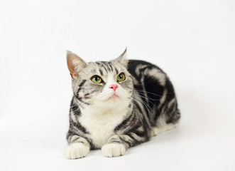 Obraz premium Silver-spotted tabby Cat with white background