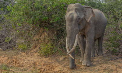 Elephas maximus maximus