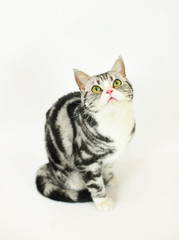 Silver-spotted tabby Cat with white background