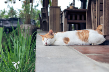 Close up of cute baby cat sleeping in a tropical wooden cafe. Paradise island of Bali, Indonesia.