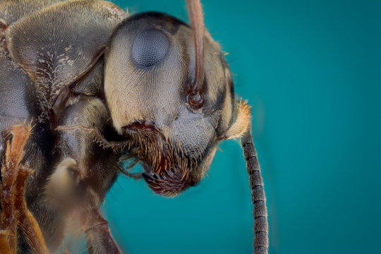 Head of ant