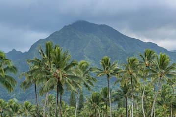 Fototapeta na wymiar Cloudy Mountain with Palm Trees