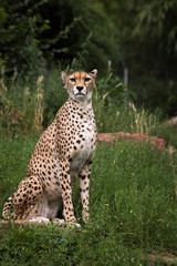 Cheetah