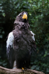Steller's sea eagle