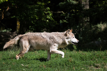 eastern timber wolf