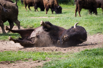 Fototapeta premium American bison
