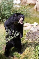 spectacled bear