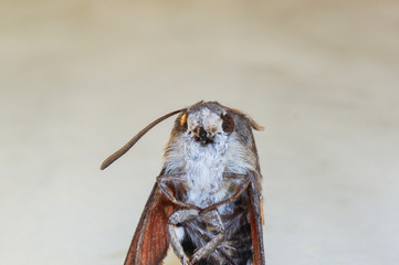 Big moth from front on white background