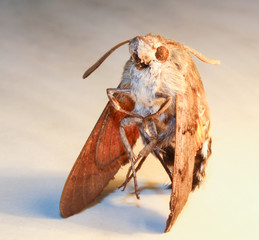 Moth from front on white background, close up photo
