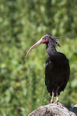 Northern bald ibis
