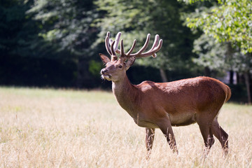 Red deer