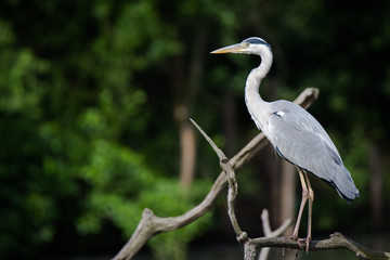 Grey heron