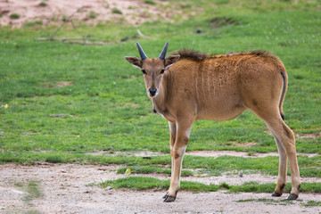 Common eland