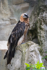 bearded vulture