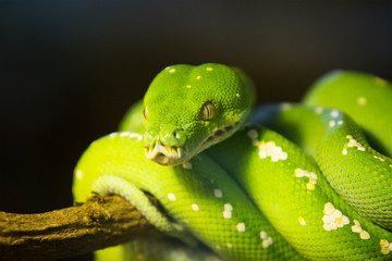 Green tree python