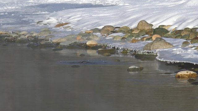 Bird white-throated dipper Cinclus cinclus  in water of Altai river Katun in winter time