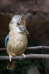 blue-winged kookaburra